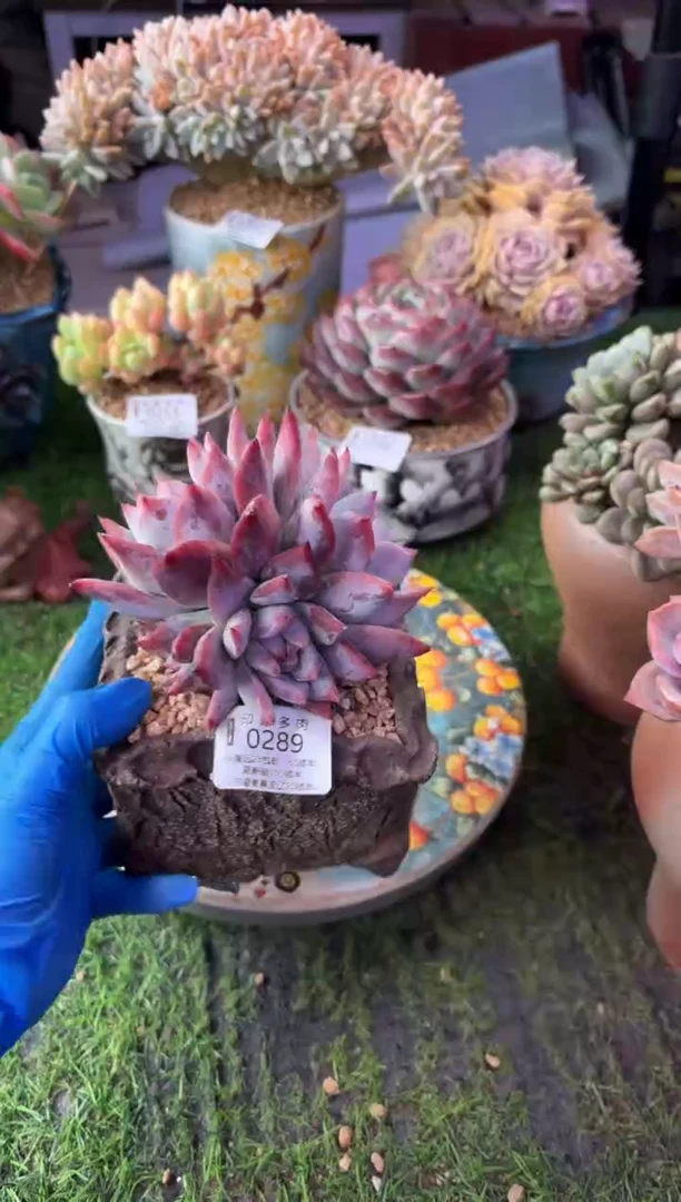 昆明印象多肉0289