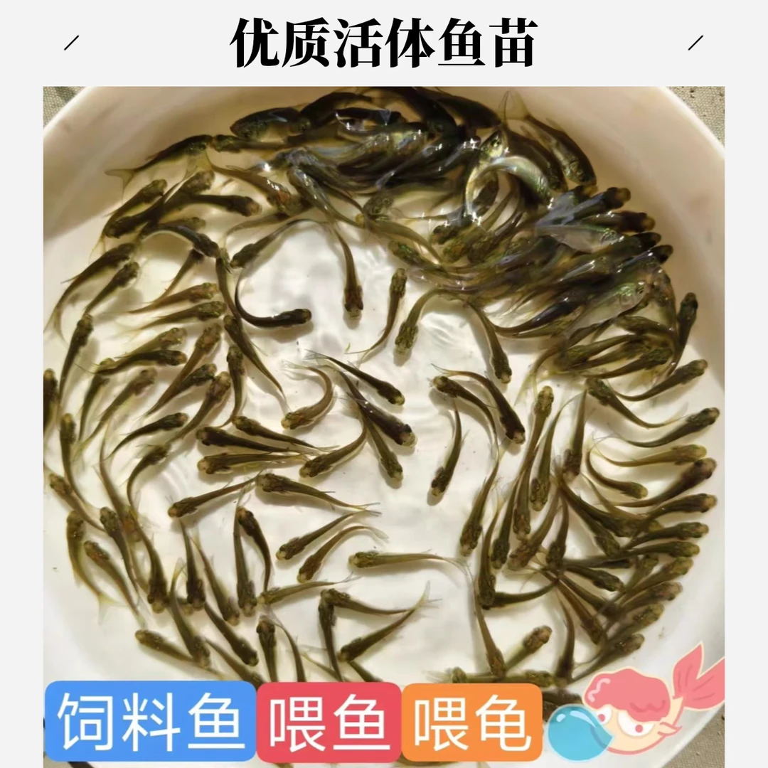 龙鱼罗汉乌龟高蛋白开口麦穗鱼养殖鱼苗宠物活体鱼食小鱼饲料
