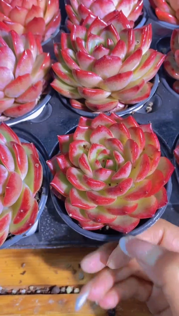 A352-夜魔侠大母本7cm带盆土（量拍