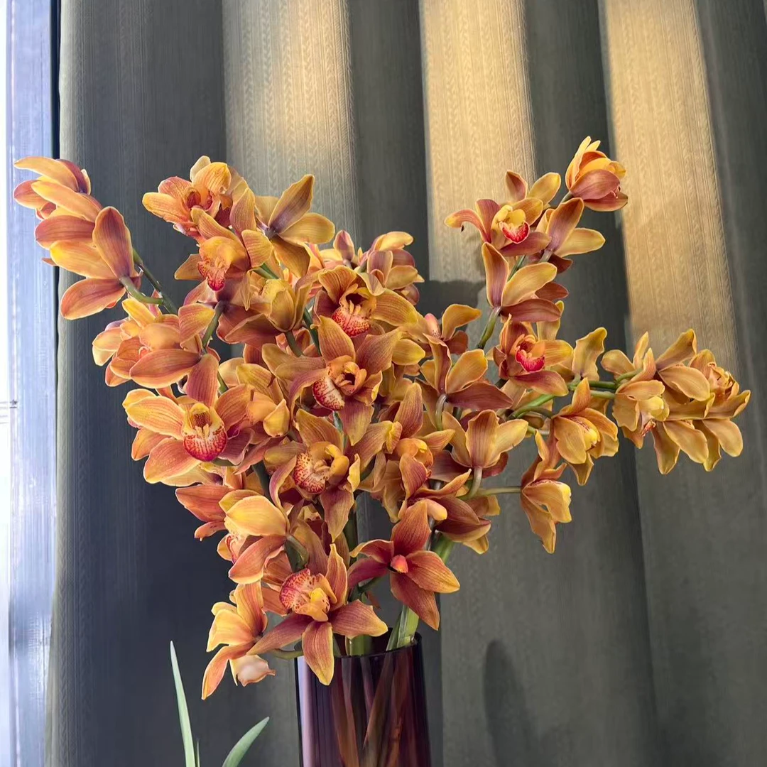 【莫奈专属】【测试火花惠兰】云南产地直发 | 新鲜采摘