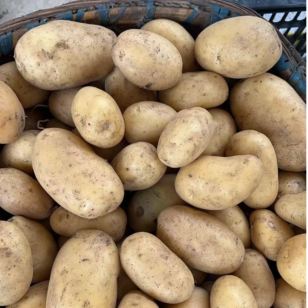 云南黄心土豆老品种米拉洋芋黄心洋芋