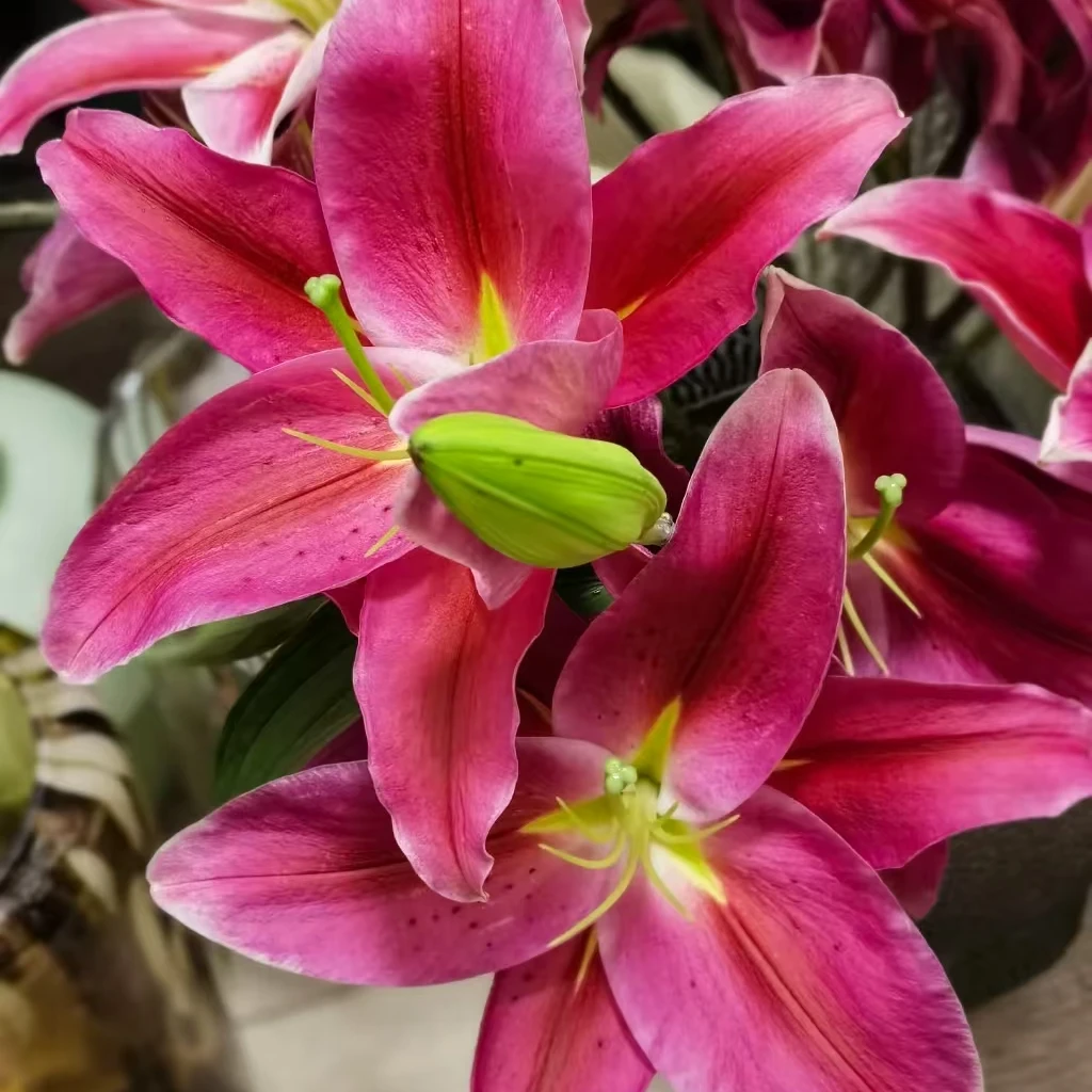 （爱情小镇） 香水百合 东北鲜花原产地直采直发 顺丰包邮