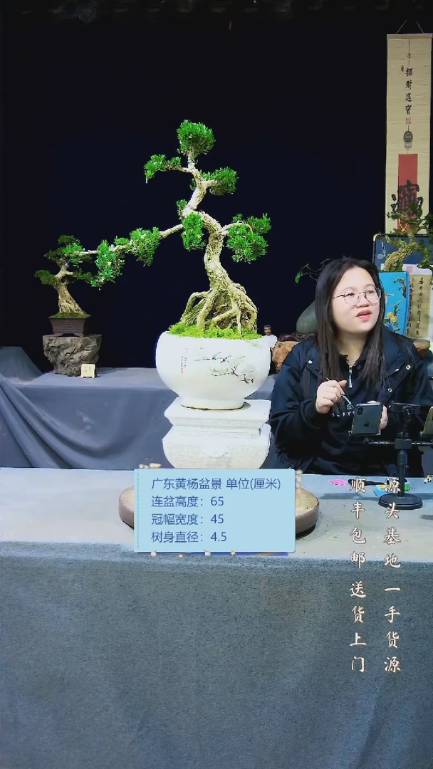 【闪购商品】黄杨盆景黄杨盆景