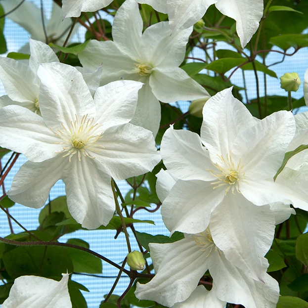 虹越铁线莲 |“暴风雪”盆栽爬藤6L大苗