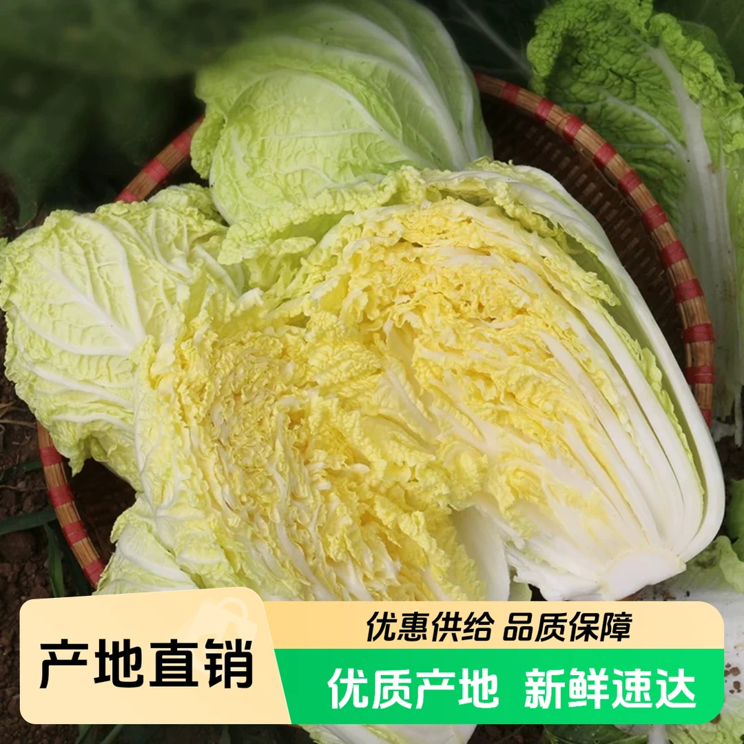 本地娃娃菜 现砍现发g 包邮