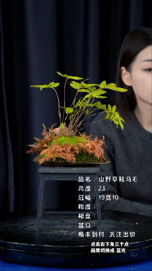 【闪购商品】山野草鞍马石