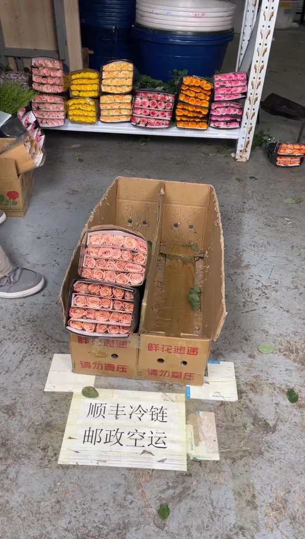 卡布  3扎