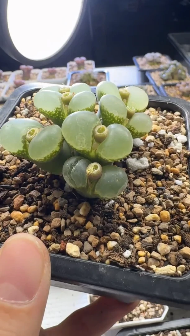 h****i【天津专场】144多肉植物肉锥