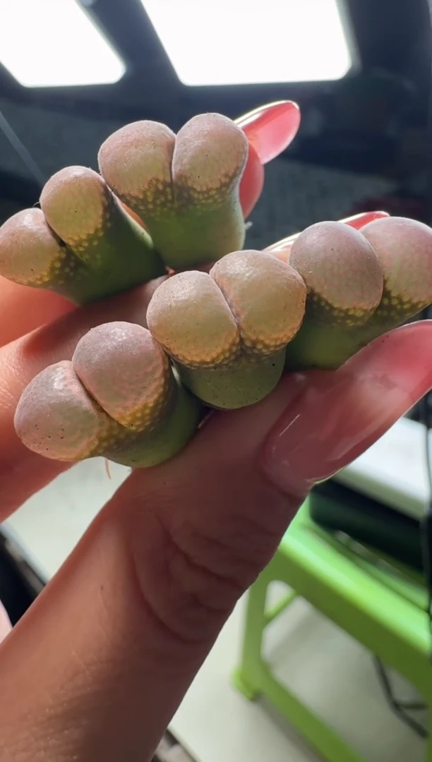 30-67多肉植物肉锥紫体白窗托马斯一颗