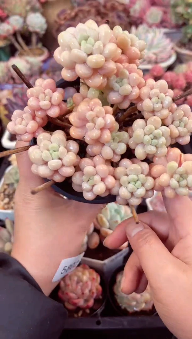 【闪购商品】5802群生洛可可多肉