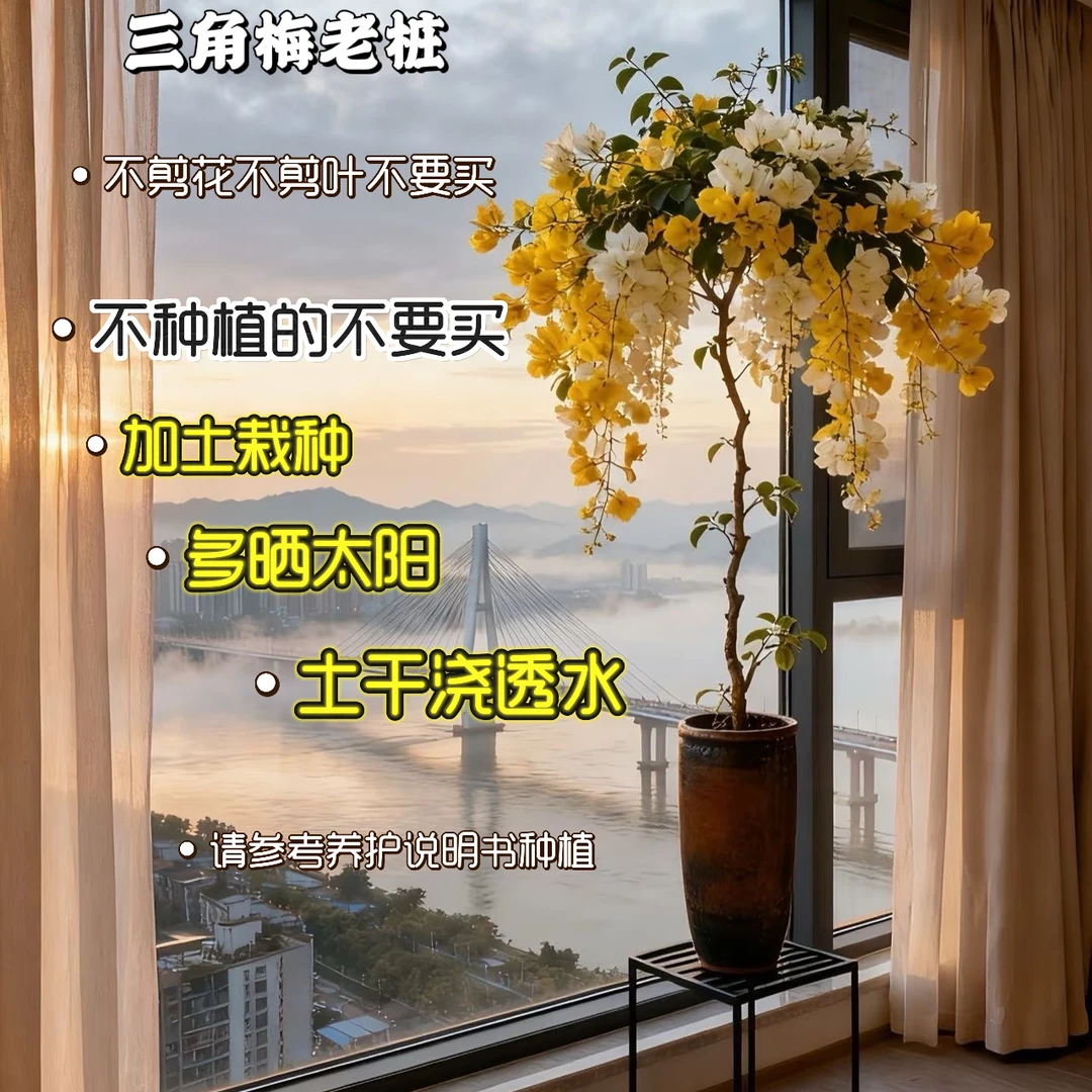 三角梅原生老桩适合阳台庭院花园（一物一拍）战