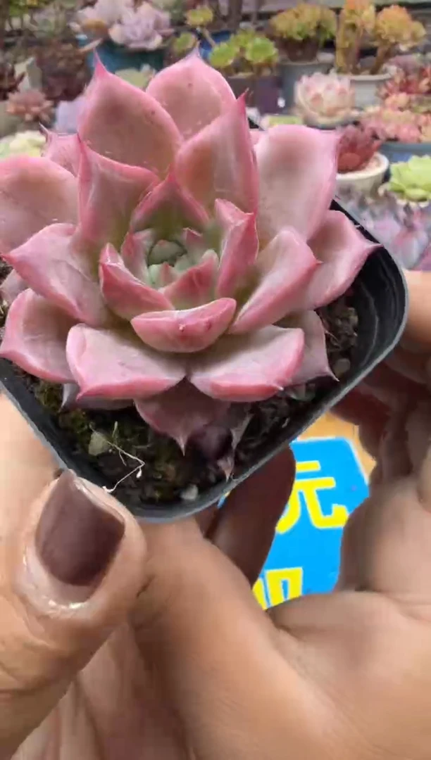 东云多肉园二店-430