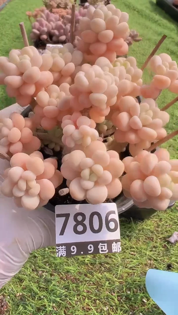 【闪购商品】信福多肉一物一拍