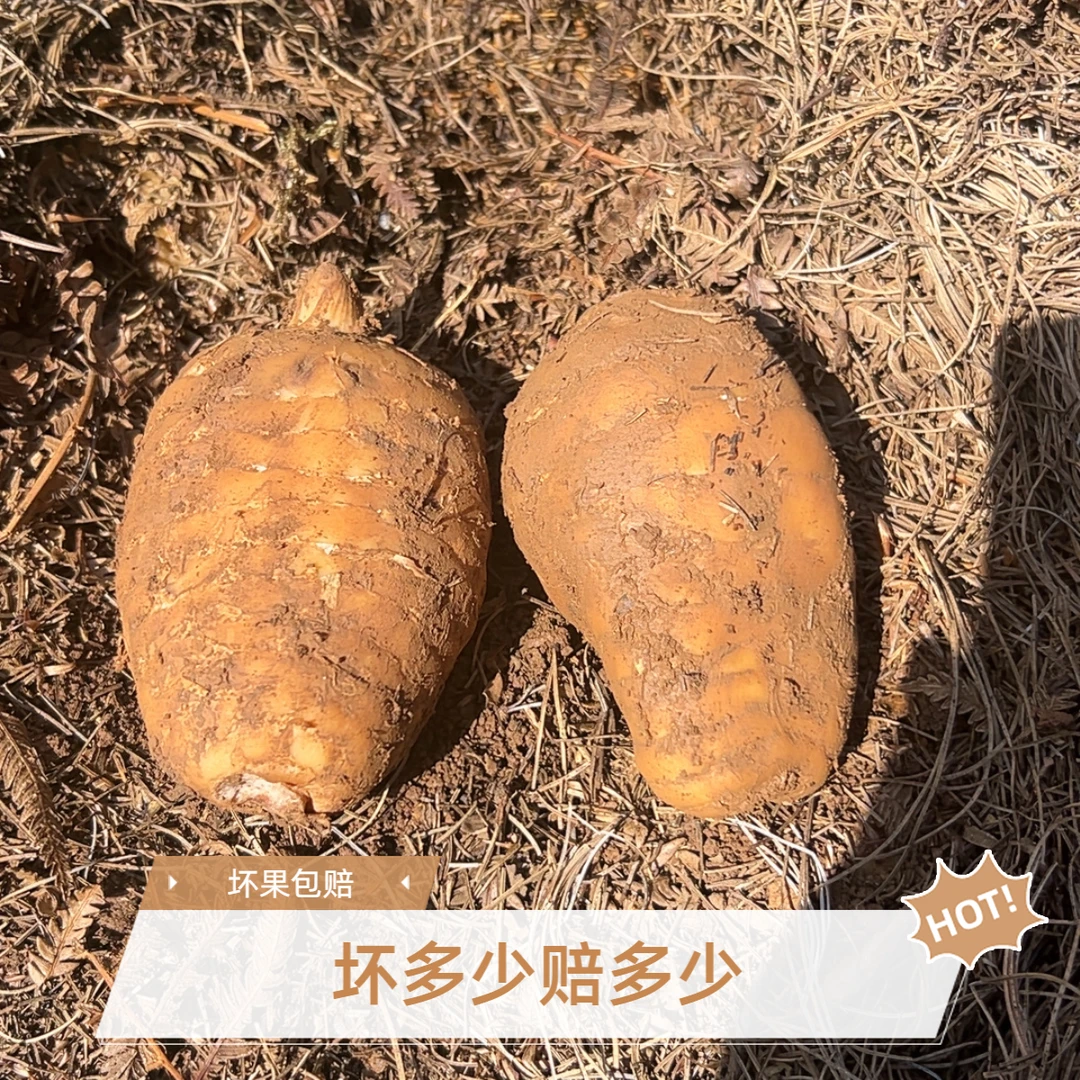 云贵高山新鲜天麻仿野生种植可炖汤泡酒煎炸煮都可以食用