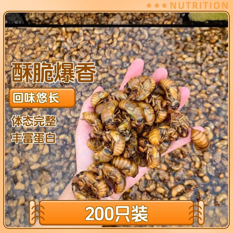 顺丰空运2025新鲜金蝉知了猴爬叉可油炸可干煸酥脆200只包邮