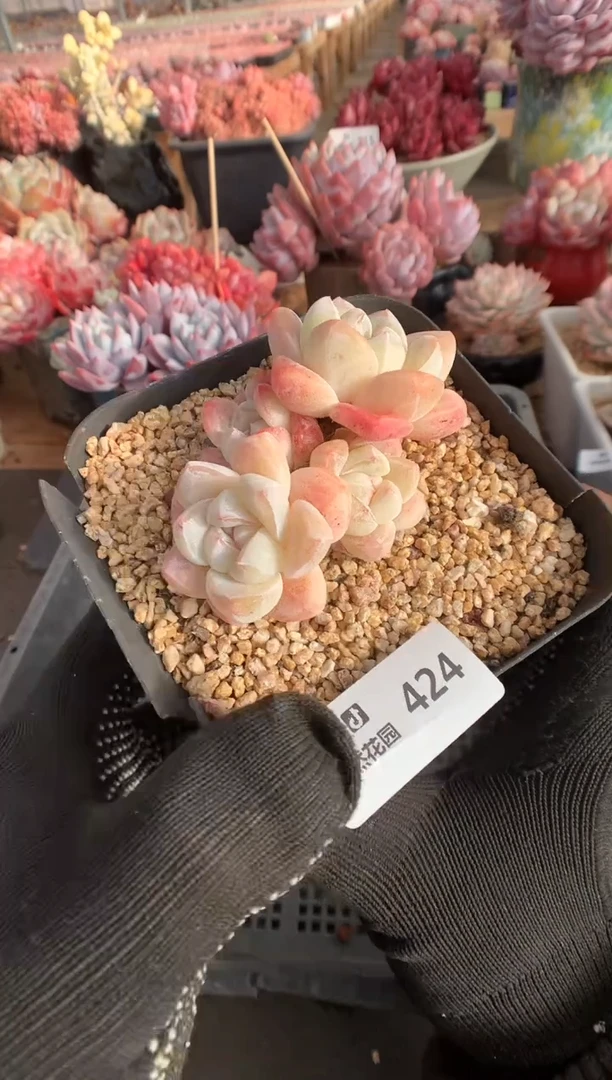 424冰玉多肉植物一物一拍