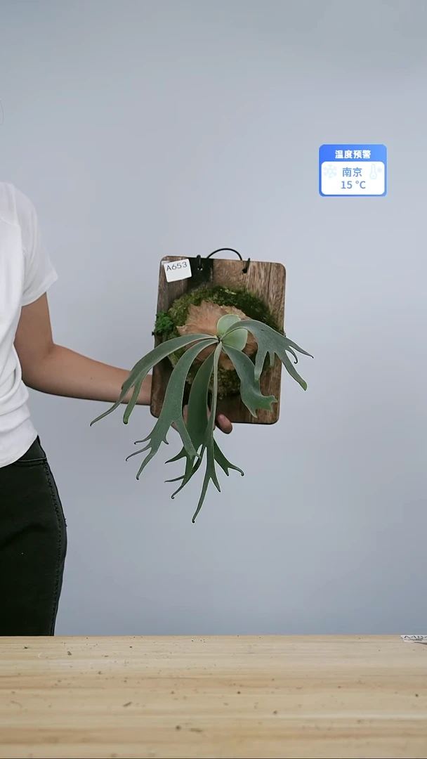 无花朵A653 黄月卷手换板发货