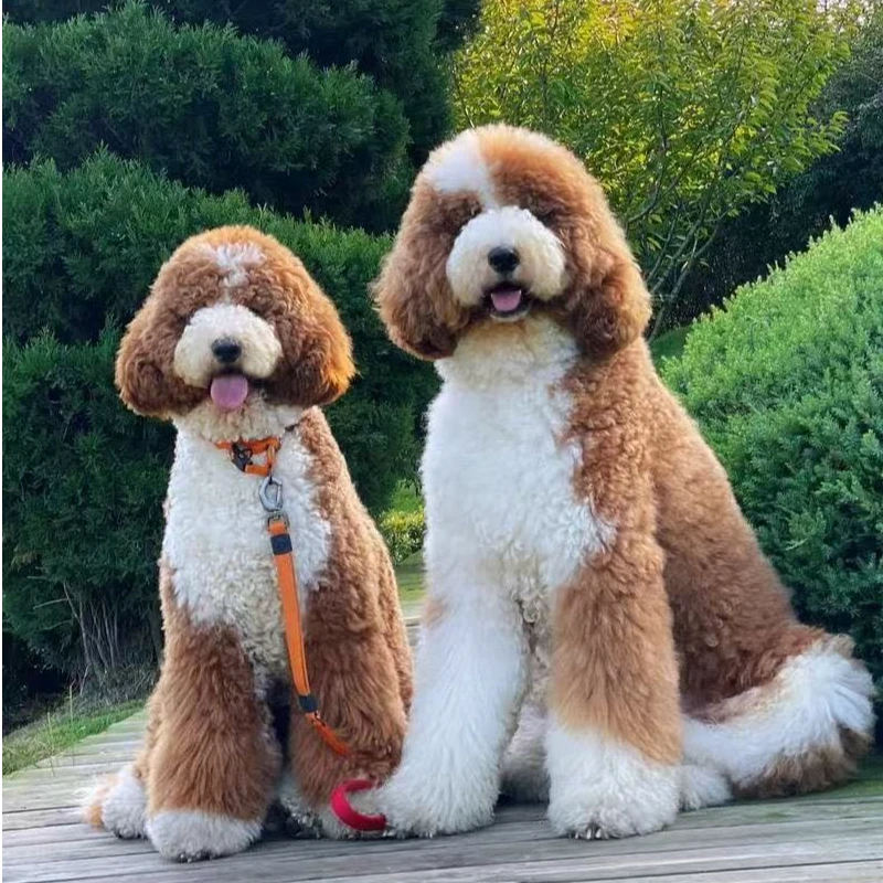 漫时光红白花巨贵活体