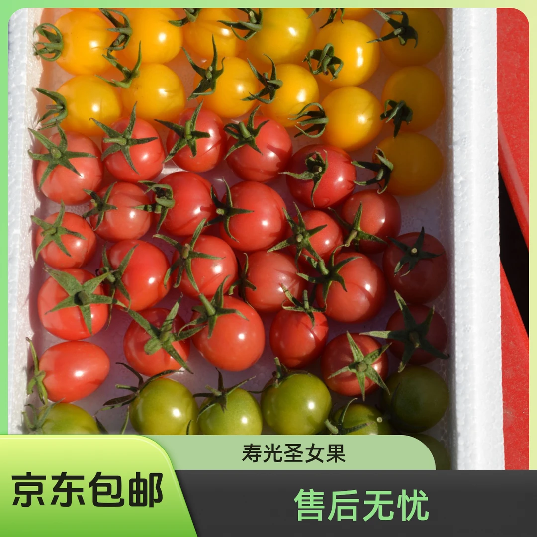 《京东包邮》三色小番茄水果圣女果贝贝千禧迷恋青甜寿光