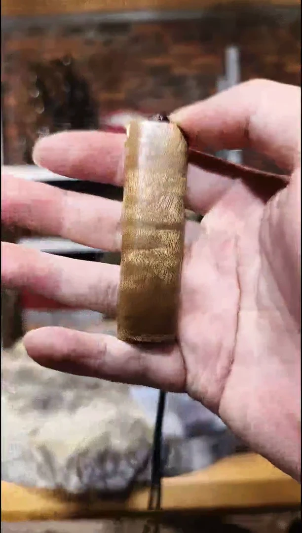 金丝楠   小金条