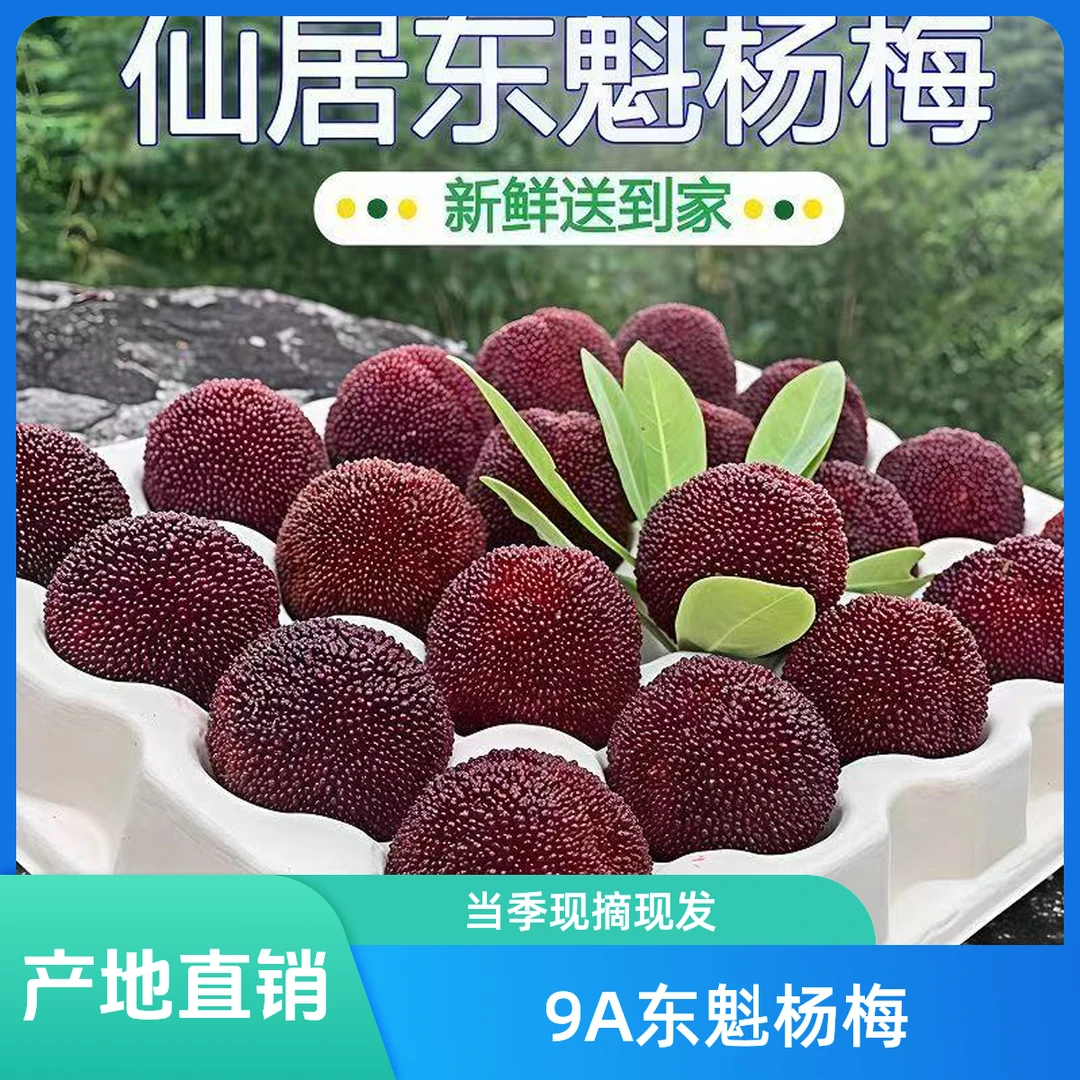 (先亏100单)一大箱正宗浙江仙居东魁杨梅产地现发新鲜采摘杨梅同城送浙江省