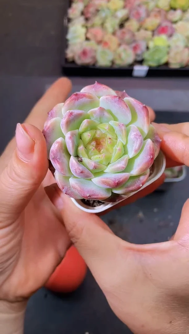 8085秘境樱花冰魄量拍随机发一个