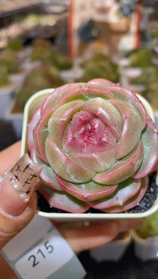 【闪购商品】214珍妮多肉