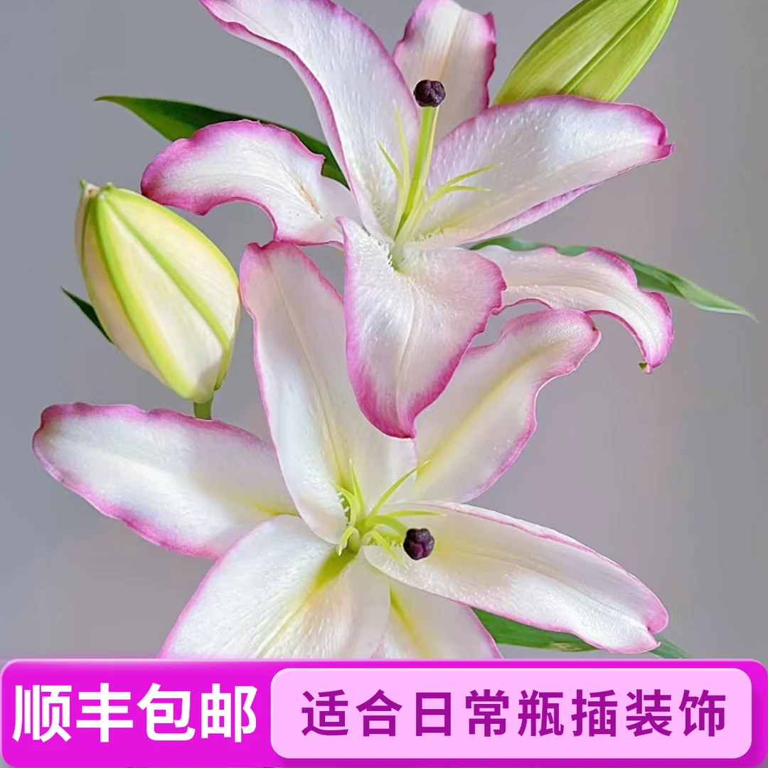 唇彩百合【单瓣百合】鲜花 顺丰包邮