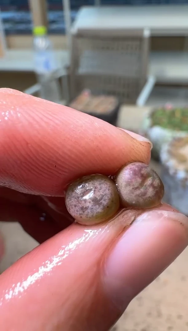 22-128多肉植物肉锥