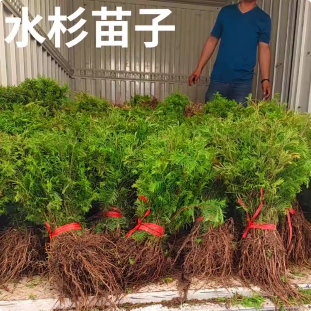 水杉树苗杉树苗绿叶杉树苗水杉苗南北方树苗水杉苗绿叶水杉树苗