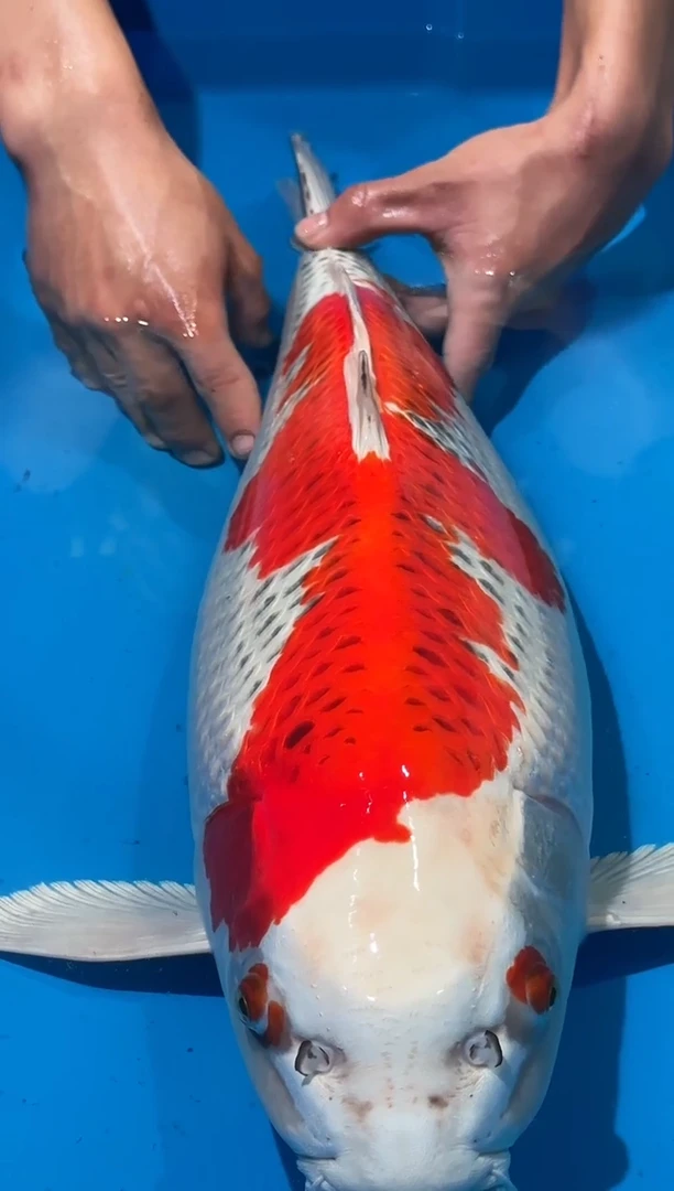 锦鲤佛山金隆锦鲤直播专用闪购链接，不支持7天无理由退货退款