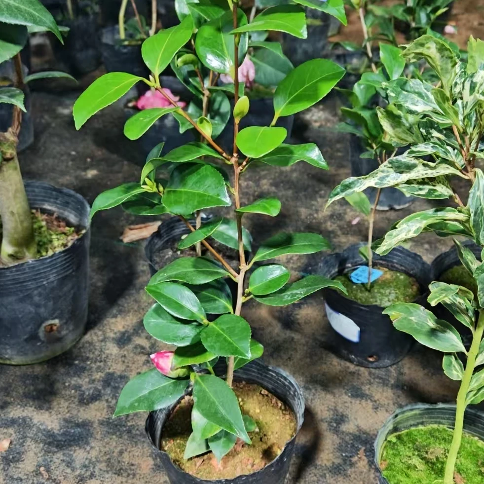 友之蒲茶花一物一拍