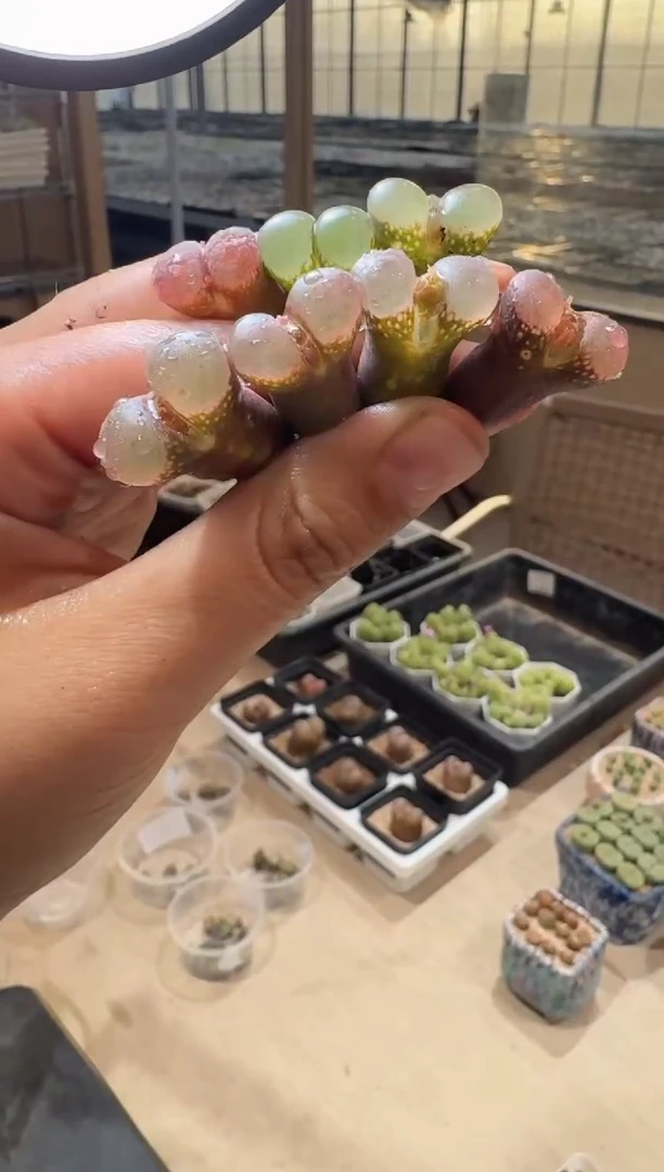 25多肉植物肉锥粉雾糖霜杂交风铃一颗