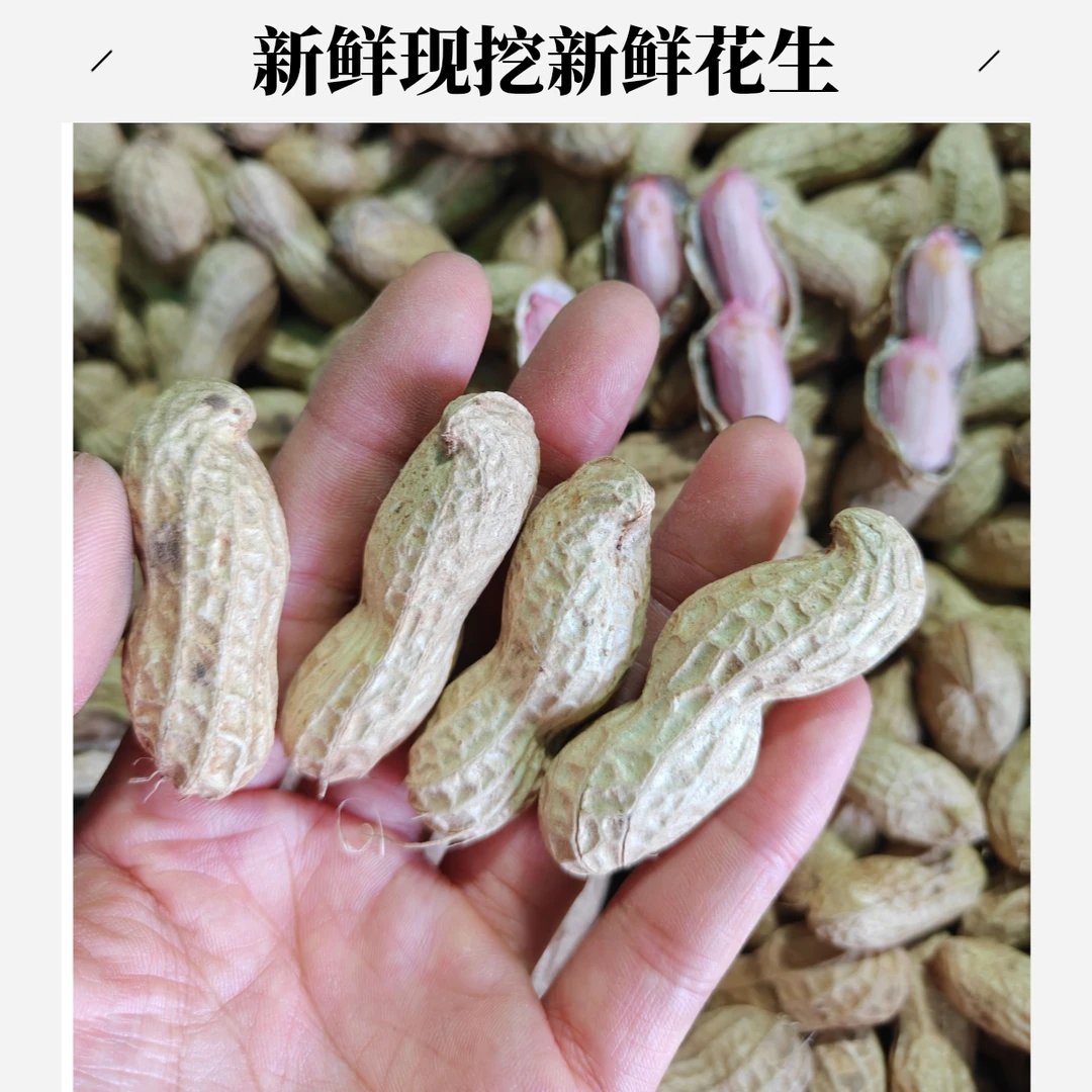 2025新鲜现挖湿花生农家自种带壳粉皮花生5斤【果王】（ 京东次日达）