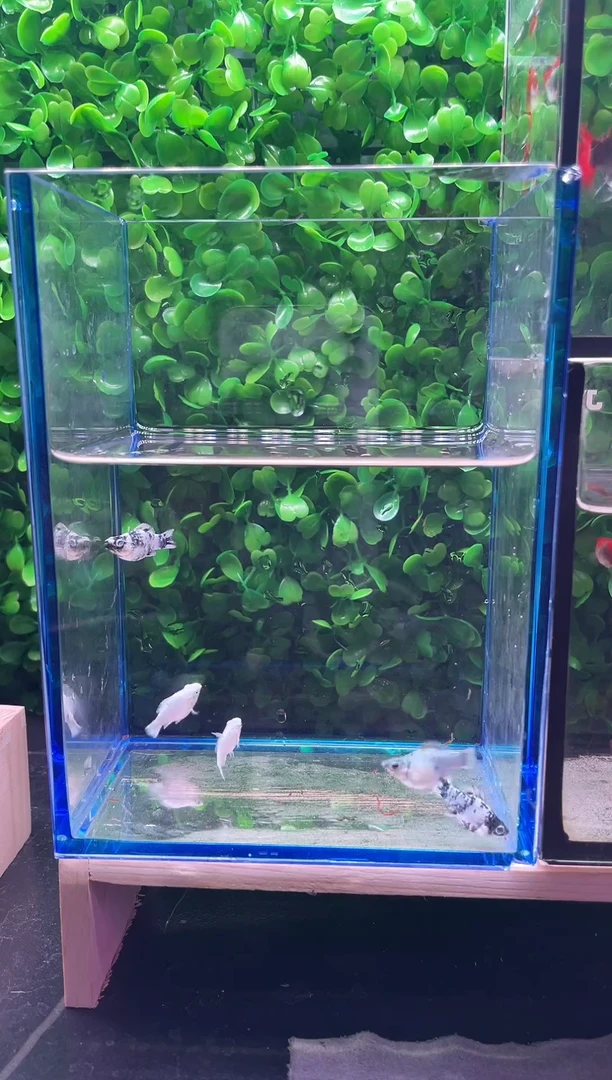 孔雀鱼越系F1玛丽苗