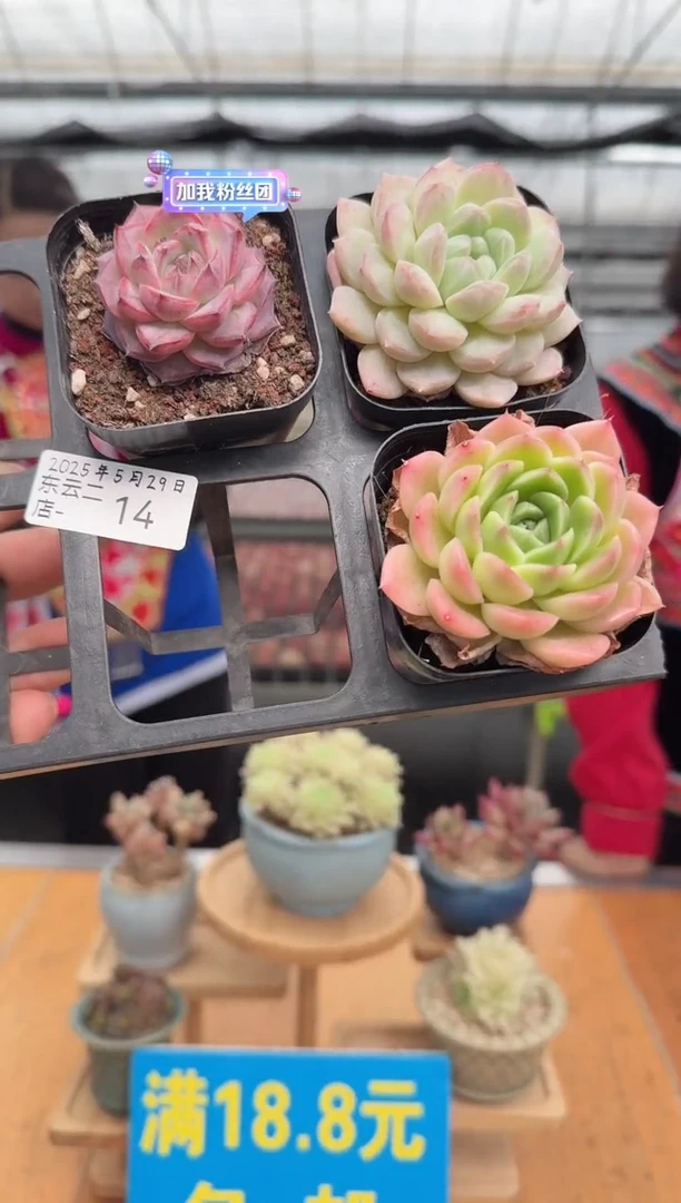 东云多肉园二店-14