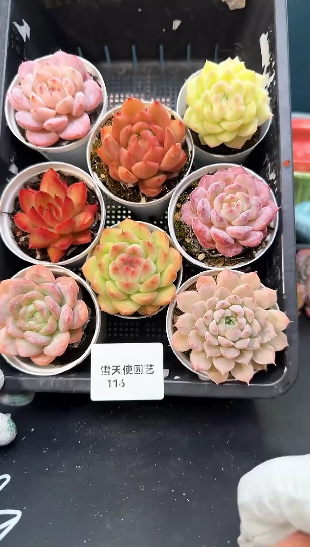 116     多肉8颗