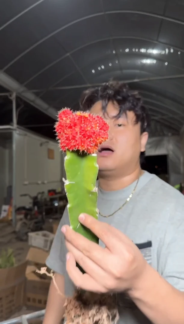 3颗 红牡丹 自然锦【嫁接】