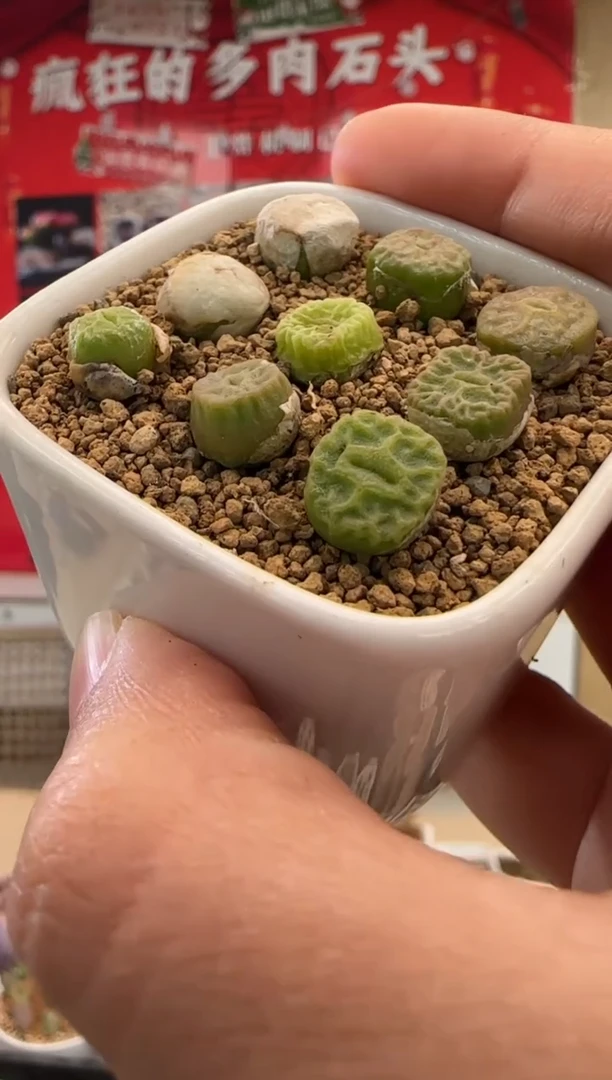 【闪购商品】23-19超烧杂交一颗