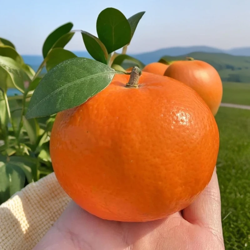 【小时达限定】带叶 鲜沃柑 直甜不酸 水多肉厚皮薄 4斤装沃柑茂谷柑广西壮族自治区广西壮族自治区南宁市