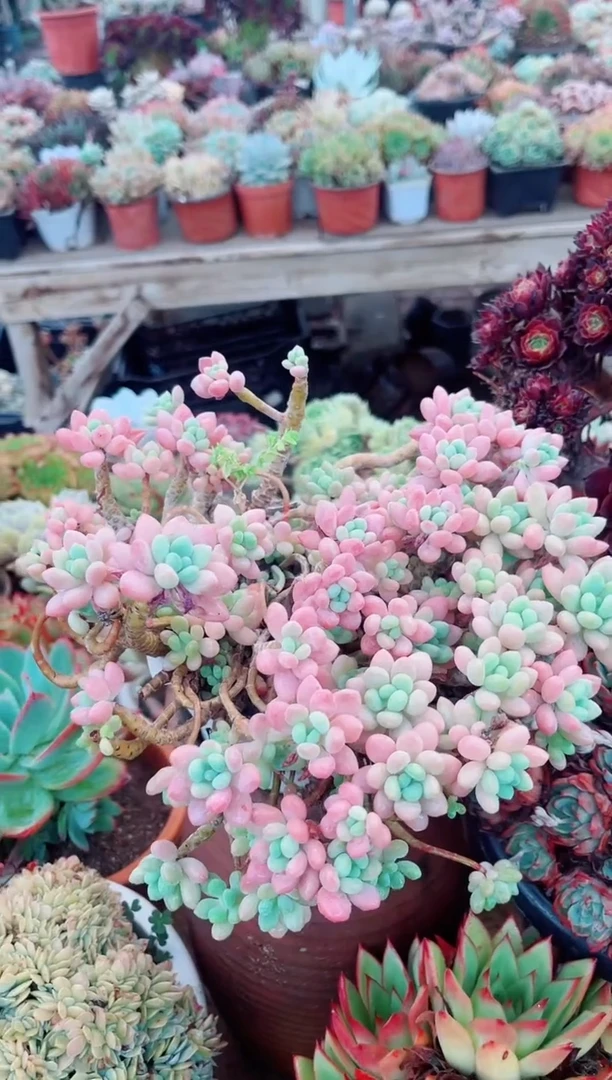 31065多肉植物一物一拍