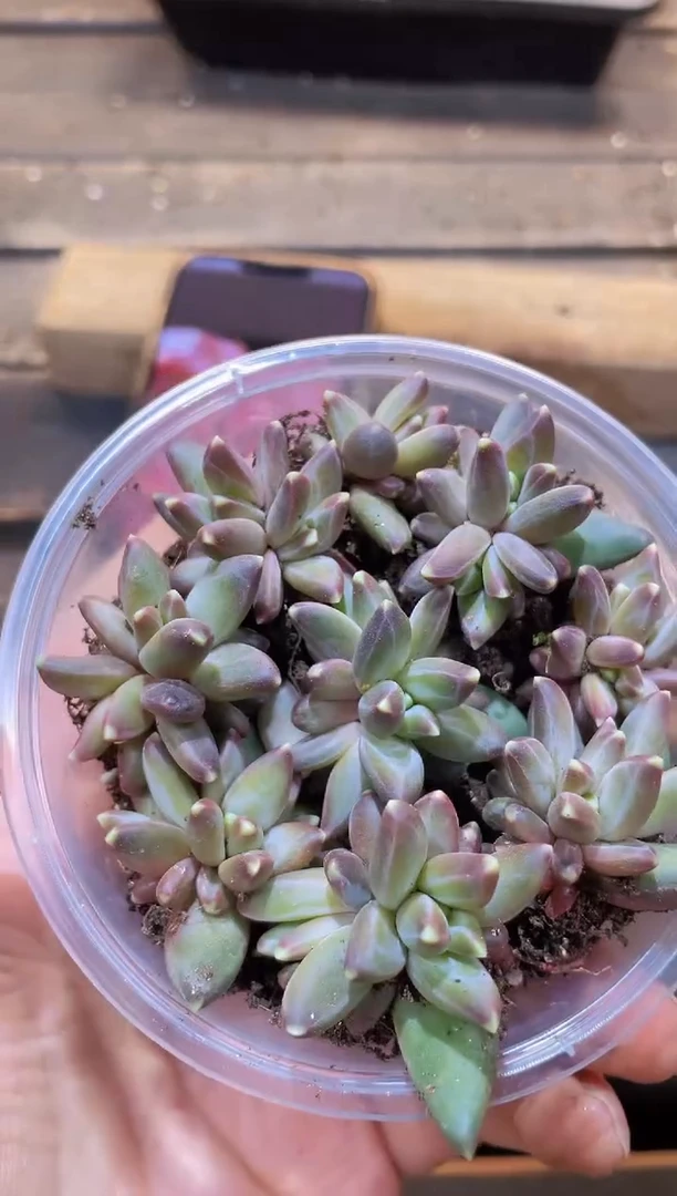 【闪购商品】029伊卡鲁斯量拍1盒