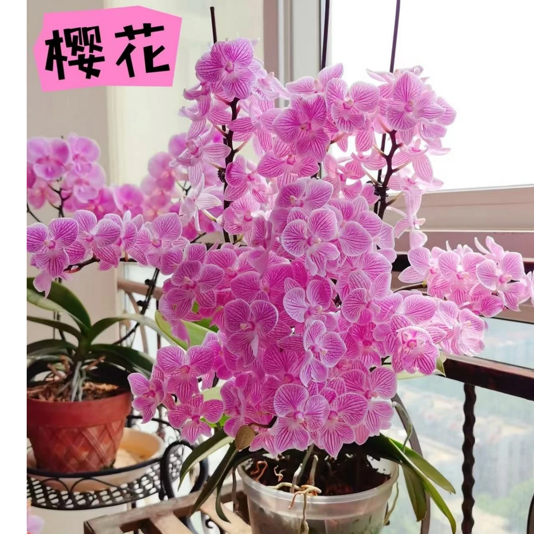 2个花剑 名贵品种 【浪漫樱花】蝴蝶兰能开100多花苞左右