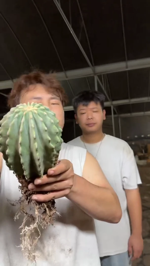 8-11cm 无刺王冠龙【带根】