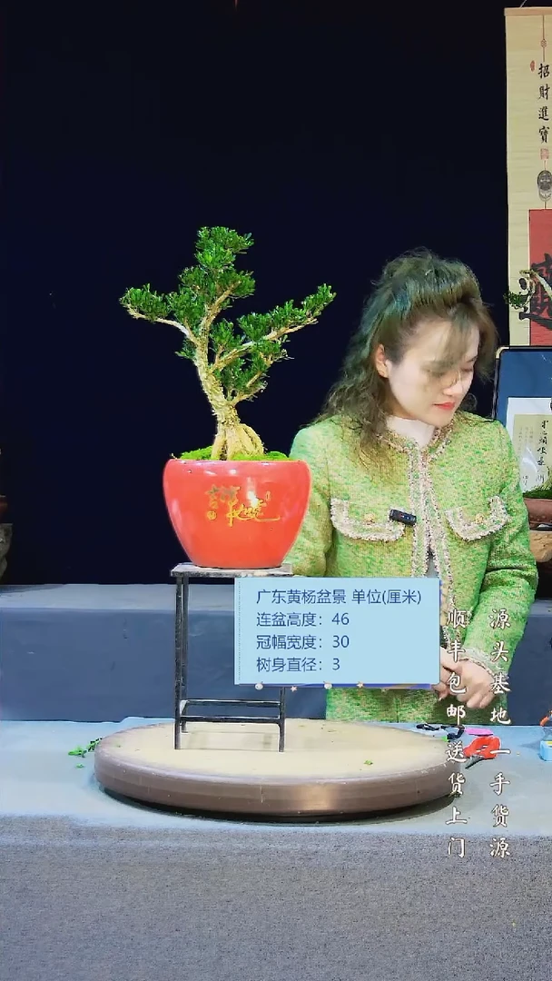 【闪购商品】雀舌黄杨盆景雀舌黄杨盆景