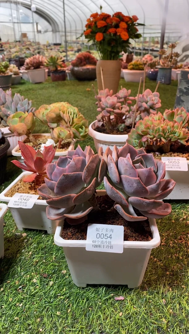 0054（满28包邮发货）