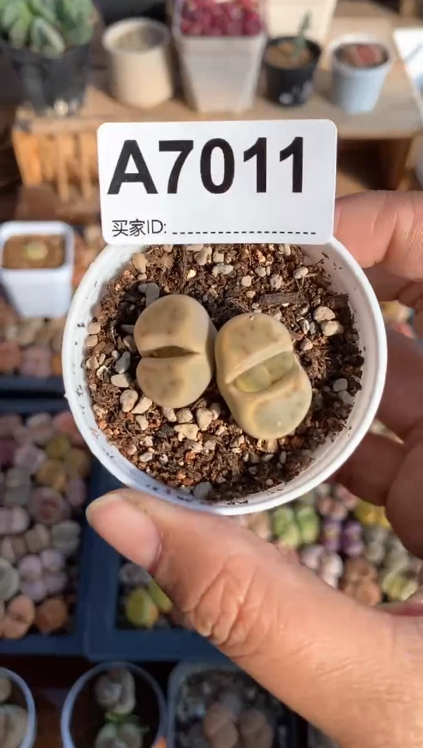 【闪购商品】直播间一物一拍7011