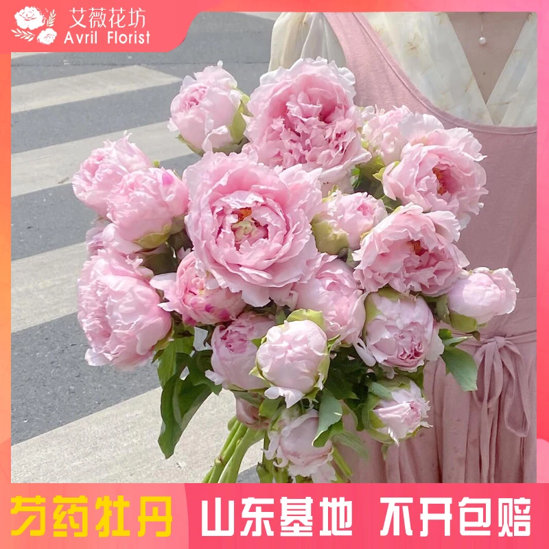 『雪映桃花-3A』牡丹鲜花 年宵花 芍药鲜切花 山东基地直发