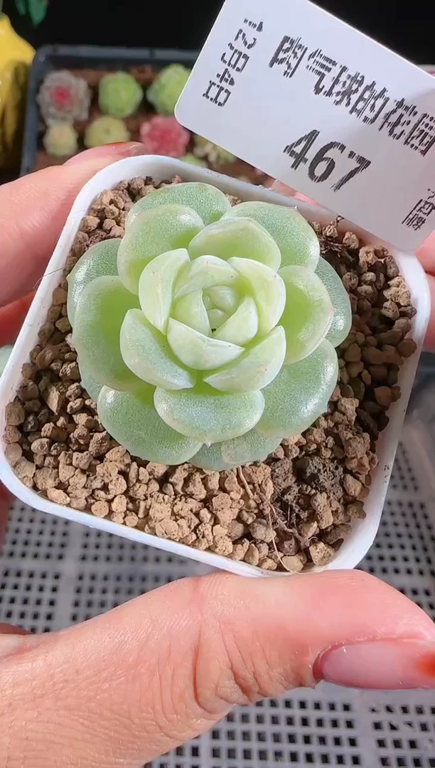1104-467凝光多肉群生不包整