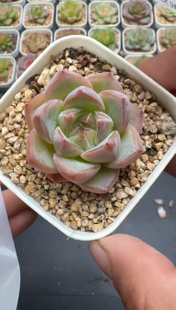 575E云禹多肉植物 带盆土纸巾打包 3颗包邮